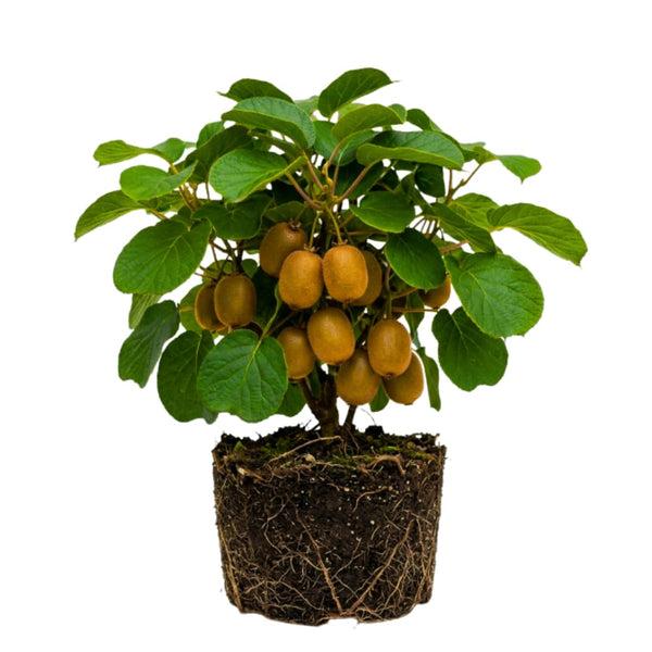 Hardy Kiwi Live Plant, Berry Vine Plant, 4-6 Inch Tall