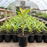 Golden Loquat Tree Plant Live, Sweet Golden Yellow Fruit, 8-10 Inch Tall
