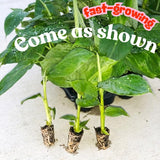 3 Banana Trees Live Plants, Bareroot Fruit Tree, 3-5 Inch Tall