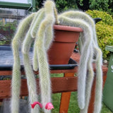 Monkey Tail Cactus Live Plant, 3-5 Inch Tall, 2 Inch Pot