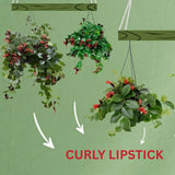 Curly Lipstick Plant Live, Trailing Houseplant, 2 Inch Pot