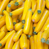 Yellow Zucchini Plant Live 4-6 Inch Tall, 2 Plant Per Pot