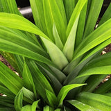 2 Pandan Plants Live, Well-Rooted Herb Plant, 3-6 Inch Tall