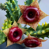 Lifesaver Starfish Zebrina Cactus Succulent Live Plants, Starter 2" Pot
