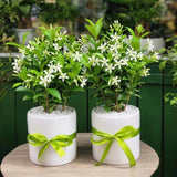 Star Jasmine Plant Live, Decorative Flower Plant, 5-8 Inch Tall, 3 Inch Pot