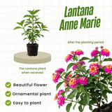 2 Deep Pink Live Lantana Plants, Well-Rooted Starter Plant, 4-7 Inch Tall