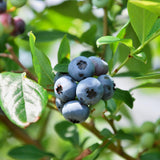 2 Sunshine Blueberry Live Plants, Ready to Grow Plant, 4-7 Inch Tall