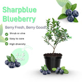 2 Sharpblue Blueberry Bushes Live Plants, 4-6 Inch Tall