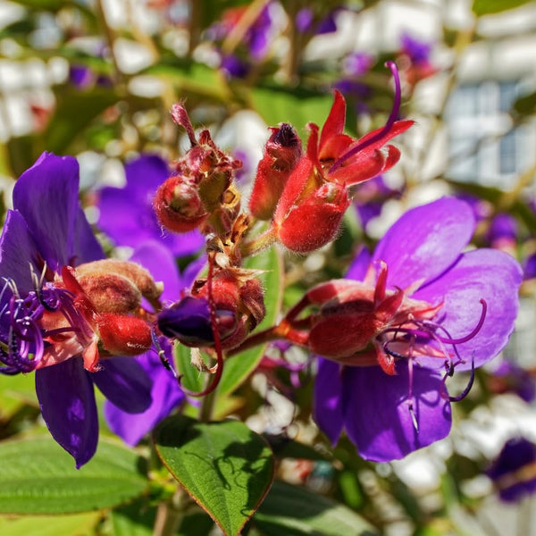 Purple Tibouchina Princess Live Plant, Flower Shrub Plant, 3-5 Inch Tall