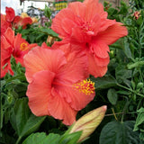 Orange Hibiscus Plant Live 5-7", in Pot