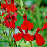 4 Red Salvia Sage Live Bushes, Landscape Flower Plant, 4-6 Inch Tall