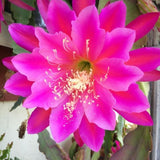 Pink Epiphyllum Live Plant, Flowering Houseplant, 6-8 Inch Tall