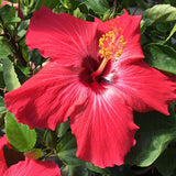 4 Full Red Hibiscus Live Plants, Flowering Shrub, 4-8 Inch Tall