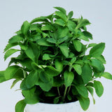 2 Sweet Live Stevia Plants, 4-6 Inch Tall