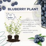 2 Emerald Blueberry Live Plants, Home Garden Plant, 4-7 Inch Tall