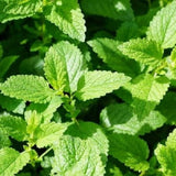 3 Live Peppermint Plants, Starter Plant, 4-7 Inch Tall