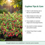 2 Red Purple Cuphea Plant 5-7 Inch Tall