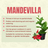 2 Red Live Live Mandevilla Plants, Live Starter Plant, 4-8 Inch Tall