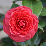 Red Camellia Japonica Plant Live, 6-10 Inch Tall, 4 Inch Pot