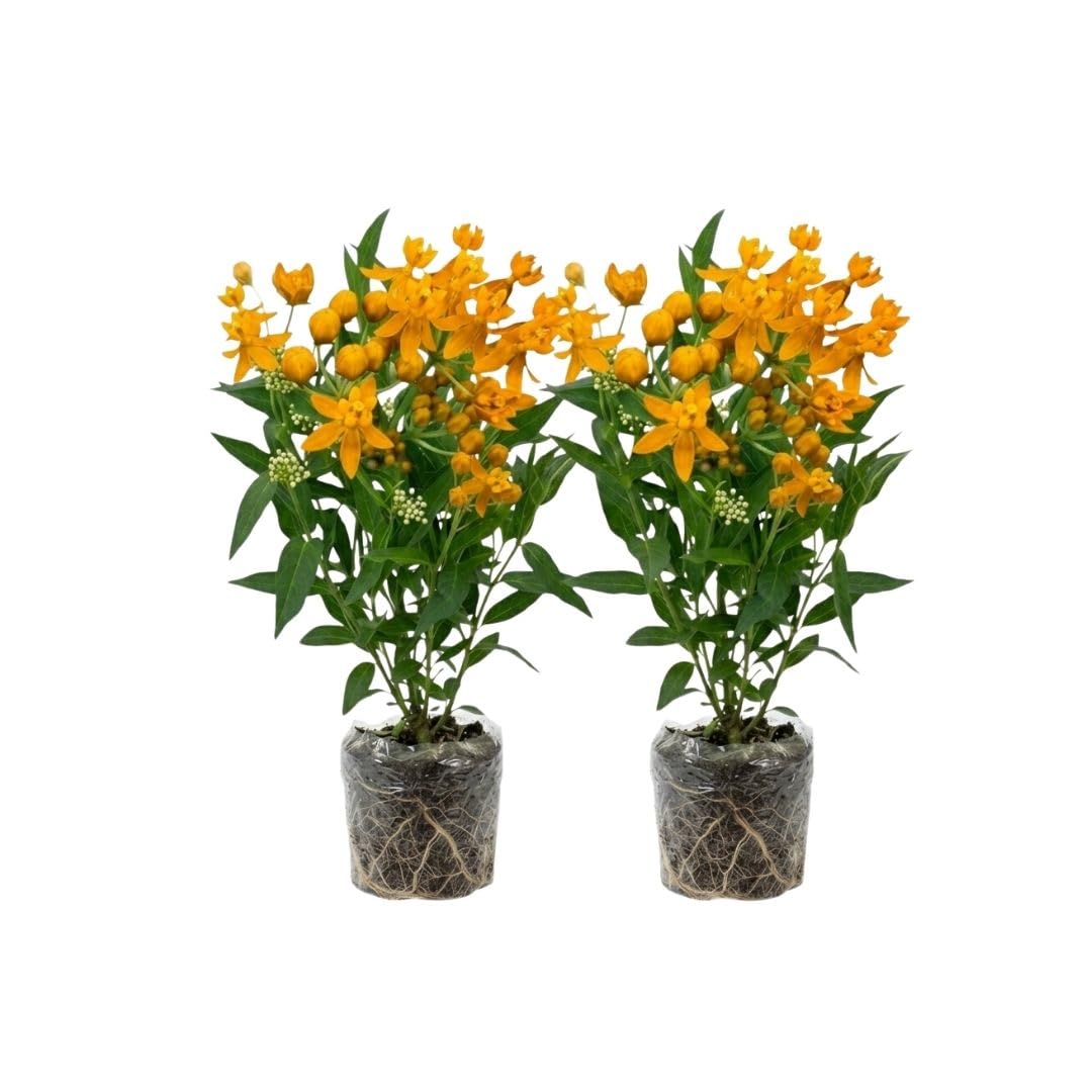 2 Yellow Milkweed Live Plants, Well-Rooted Starter Plant, 4-6 Inch Tall