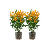 2 Yellow Milkweed Live Plants, Well-Rooted Starter Plant, 4-6 Inch Tall