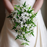 White Star Jasmine Vine Live Plant, 7-10 Inch Tall, 3 Inch Pot