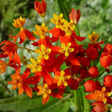 2 Red Milkweed Live Plants, Hardy Garden Plant, 4-6 Inch Tall