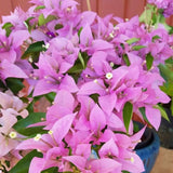 2 Light Pink Bougainvillea Plants Live, Starter Plant, 4-6 Inch Tall