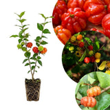 Live Surinam Cherry Tree Live Plant 4–7" Tall
