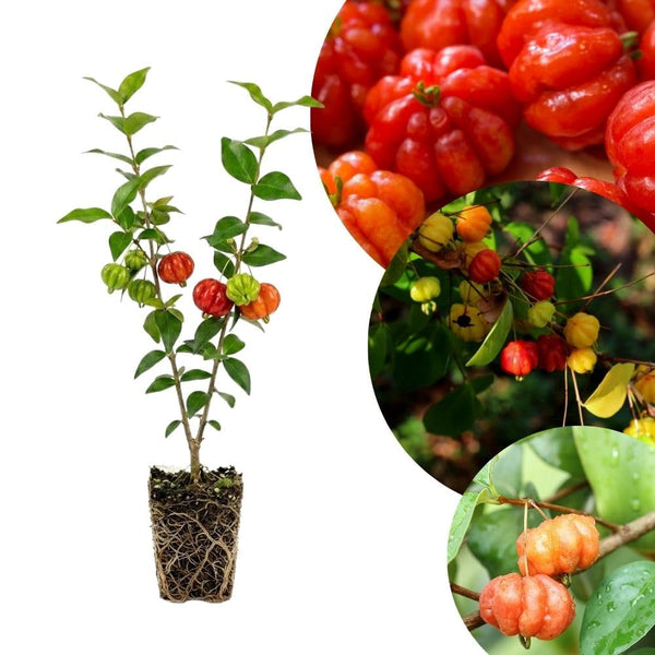Live Surinam Cherry Tree Live Plant 4–7" Tall