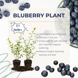 2 Misty Blueberry Live Plants, Indoor Outdoor Plant, 4-7 Inch Tall