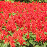 4 Red Salvia Sage Bushes Plants Live, Landscape Flower Plant, 4-6 Inch Tall