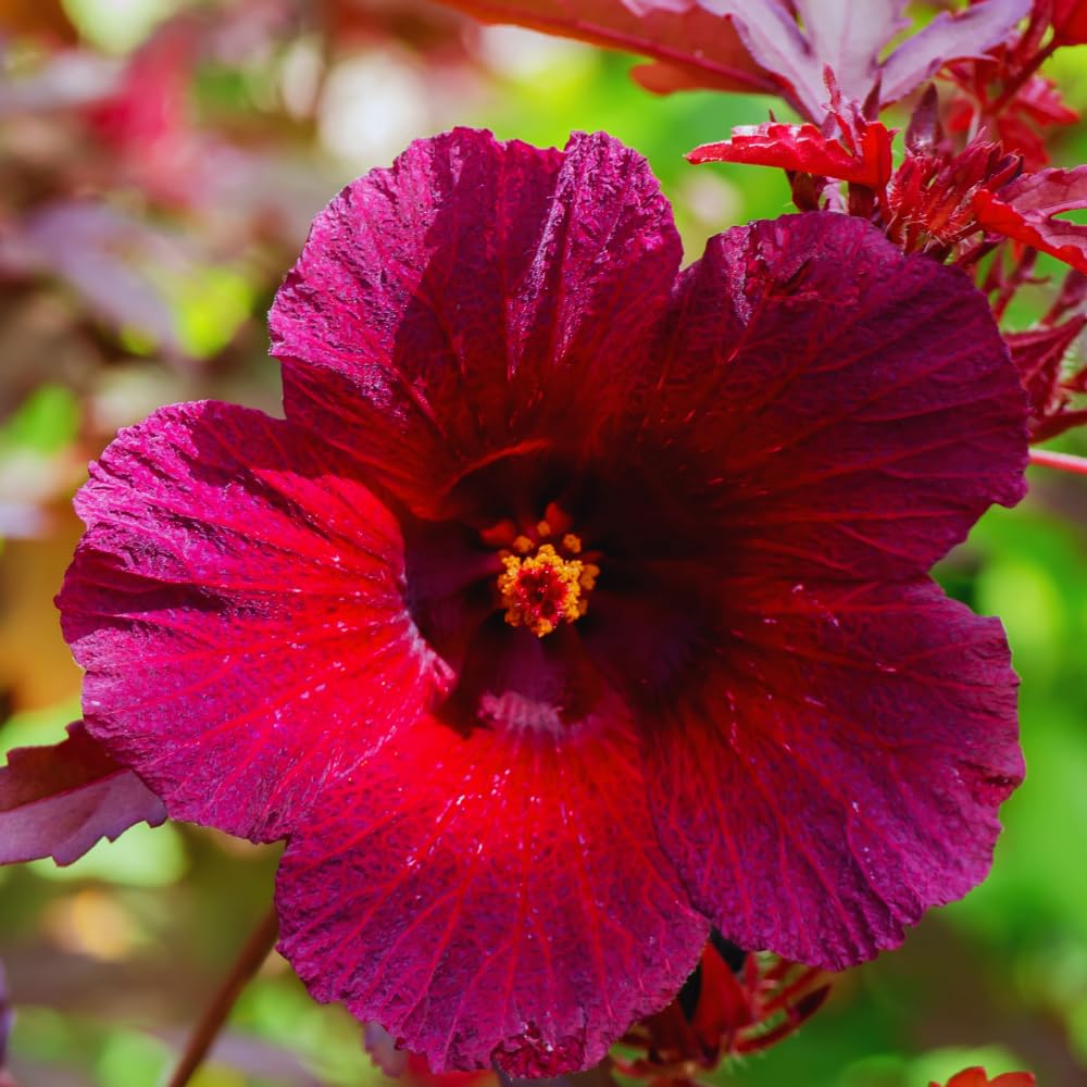 3 Cranberry Hibiscus Plants Live, Outdoor Garden Plant, 4-6 Inch Tall