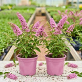 2 Pink Buddleia Live Plants, 5-9" Butterfly Bush for Outdoor Gardens
