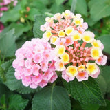 2 Light Pink Lantana Plants Live, Hardy Flowering Perennial, 4-6" Tall