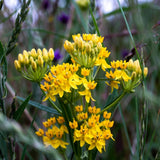 2 Yellow Milkweed Live Plants, Asclepias Tuberosa, 4-6 Inch Tall