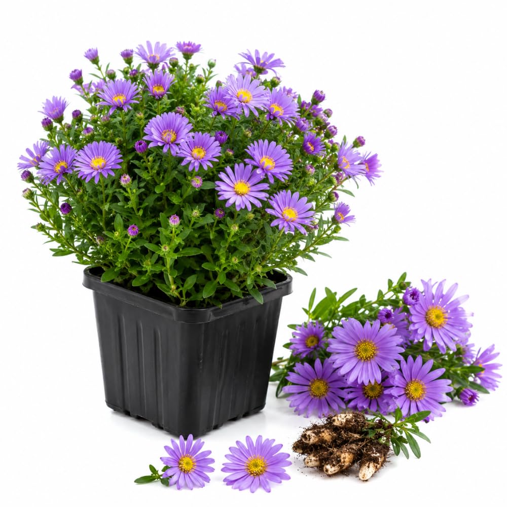 Lilac Aster Flower Plant, Live Perennial Plug with Blue Purple Blooms