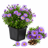 Lilac Aster Flower Plant, Live Perennial Plug with Blue Purple Blooms