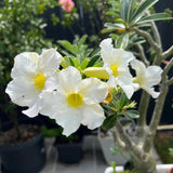 White Desert Rose Plant Live, 4-6 Inch Tall