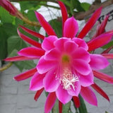 Pink Epiphyllum Live Plant, Flowering Houseplant, 6-8 Inch Tall