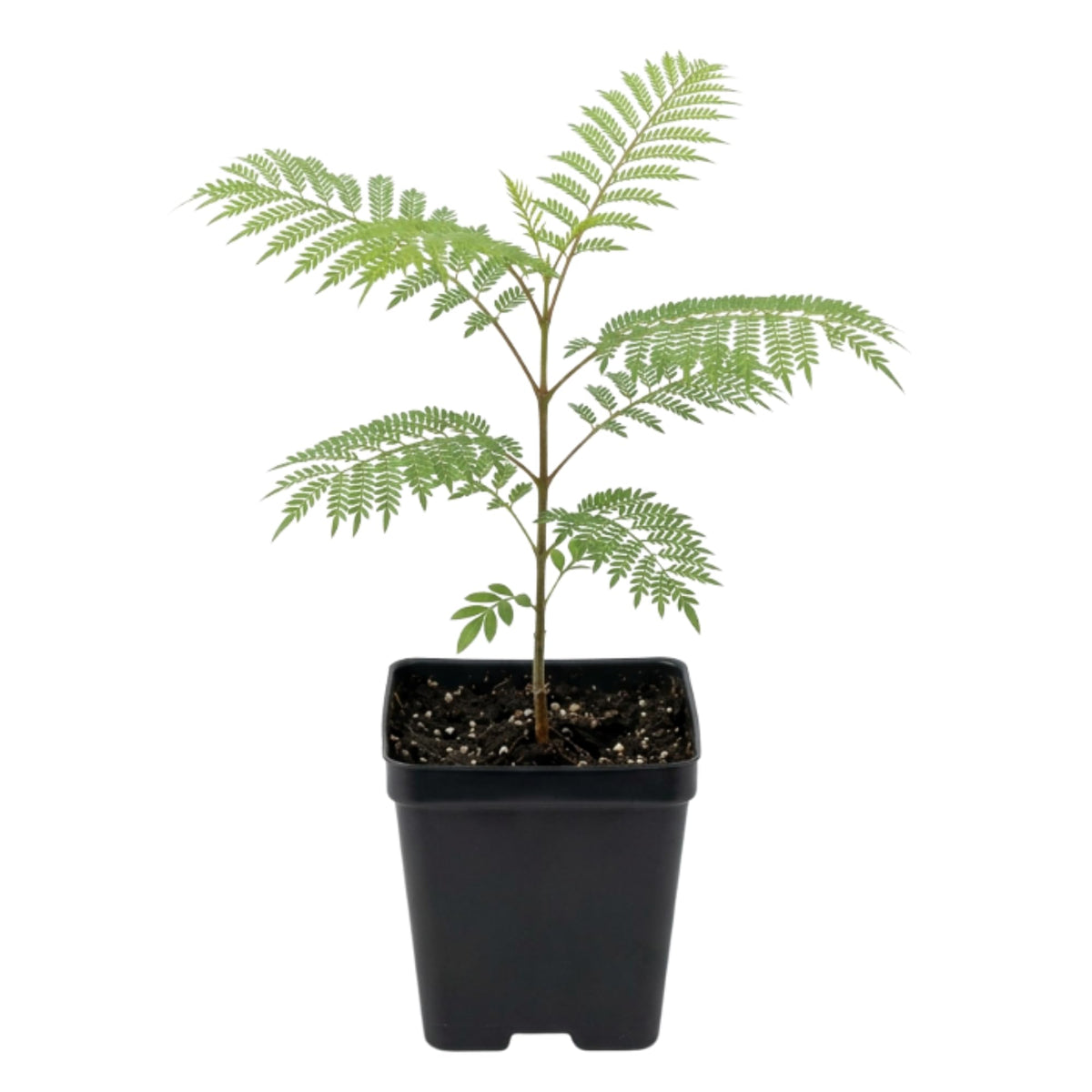 Jacaranda Tree Seedling, Ornamental Tree, 4-6 Inch Tall, 4 Inch Pot