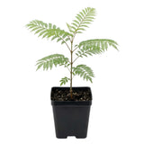 Purple Jacaranda Tree Live Plant, 4-6 Inch Tall, 4 Inch Pot