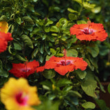 2 Random Hibiscus Live Plants, Blooming Garden Shrub, 4-6 Inch Tall
