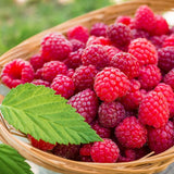 3 Red Raspberry Live Plants, Sweet Edible Berry Bush, 3-5 Inch Tall