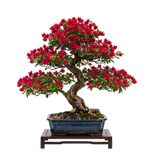 Red Bougainvillea Plant Live, Tropical Climbing Vine, 4 Inch Tall