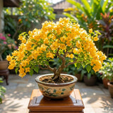 2 Yellow Bougainvillea Live Plants, Ornamental Vine Plant, 4-6 Inch Tall