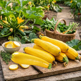 2 Yellow Live Zucchini Plants, Vegetable Plant, 4-6 Inch Tall, 4 Inch Pot