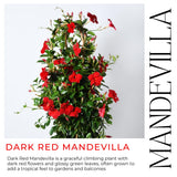 2 Deep Red Mandevilla Live Plants, Ready to Grow Plant, 4-6 Inch Tall