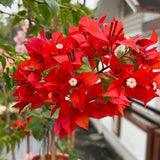 2 Red Orange Bougainvillea Live Plants, Indoor Outdoor Plant, 5-7 Inch Tall