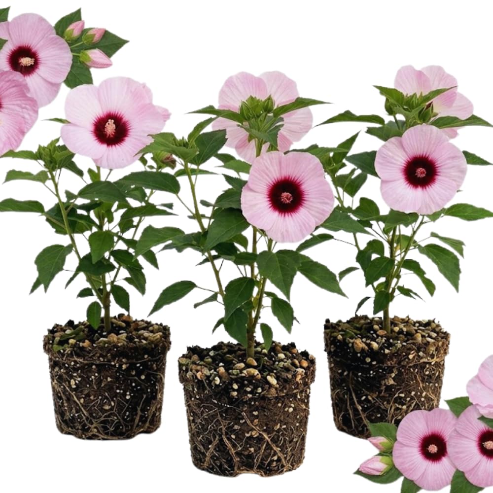 3 Pink Hibiscus Bushes Live Plants, Tropical Flowering Shrub, 4-6 Inch Tall